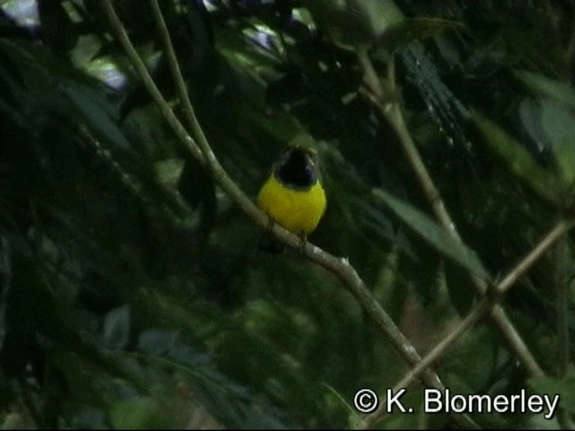 Sahul Sunbird - ML201033221