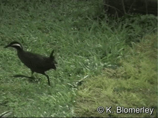 Barred Rail - ML201033251