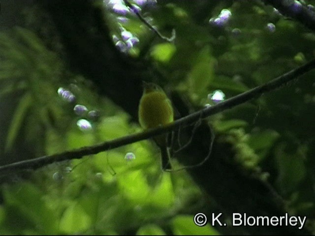 Citrine Canary-Flycatcher - ML201033301