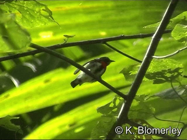 Dicée des Célèbes (groupe celebicum) - ML201033311