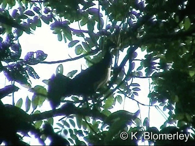 Talégalo Maleo - ML201033351