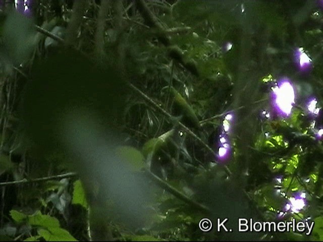 ズアカウチワインコ - ML201033391