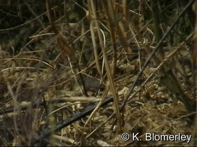 Isabelline Bush-hen - ML201033441