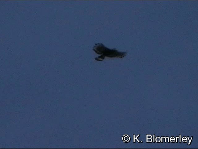 Sulawesi Serpent-Eagle - ML201033471