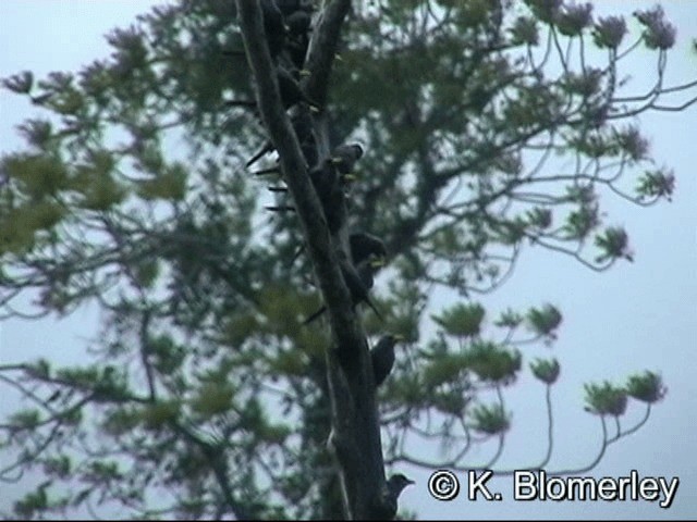 Finch-billed Myna - ML201033481