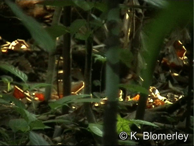 Mégapode des Philippines - ML201033511