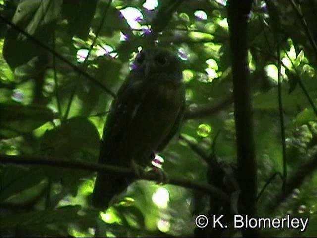 Ochre-bellied Boobook - ML201033531