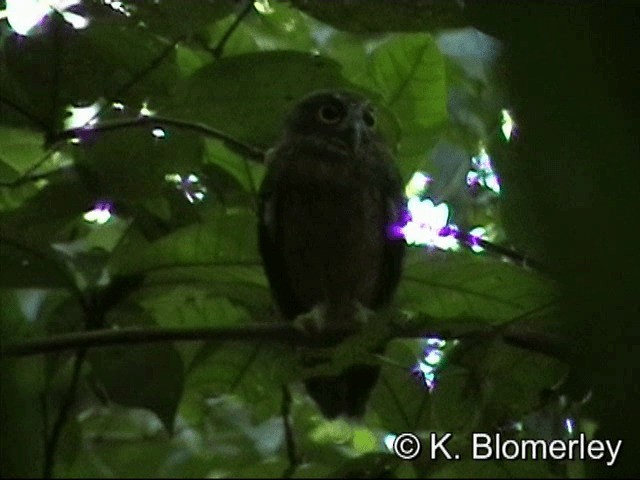 Ochre-bellied Boobook - ML201033541