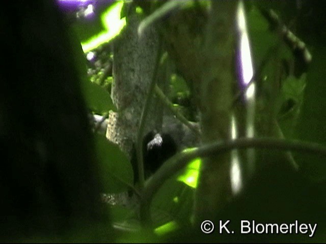 Ashy Woodpecker - ML201033551