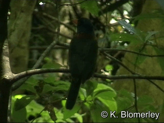 ledňáček modrohlavý (ssp. monachus) - ML201033561