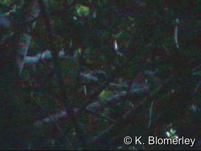Bänderparadiesvogel - ML201033681