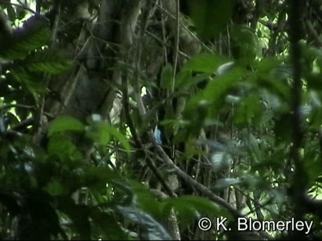 Ivory-breasted Pitta (Ivory-breasted) - ML201033711