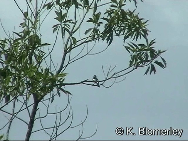 White-naped Monarch - ML201033721