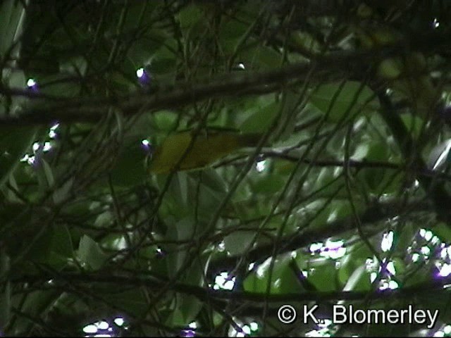 Lemon-bellied White-eye - ML201033751