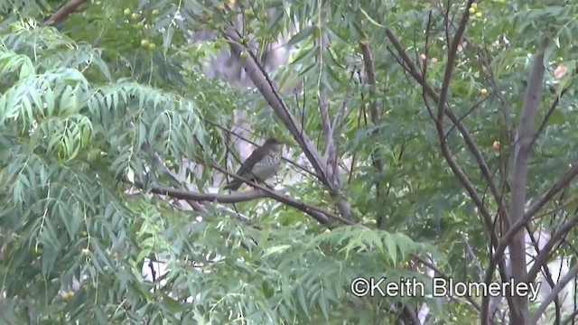 Marañon Thrush - ML201033811