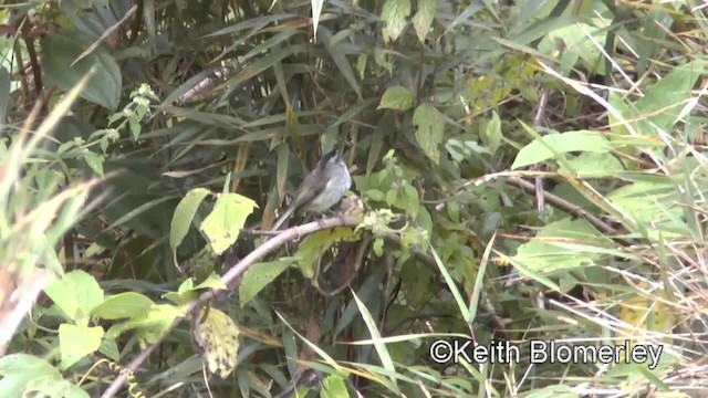 Unstreaked Tit-Tyrant - ML201033951