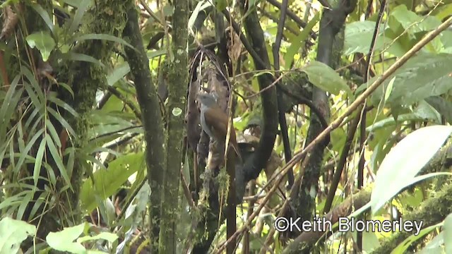 Andean Solitaire (ralloides) - ML201034001