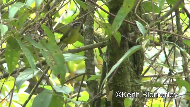 ミスジアメリカムシクイ（tristriatus／baezae） - ML201034011