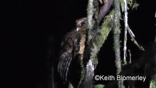 Cinnamon Screech-Owl - ML201034041