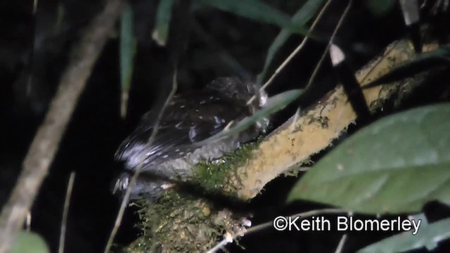 Long-whiskered Owlet - ML201034051