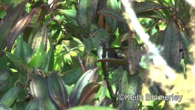 Bar-winged Wood-Wren - ML201034071