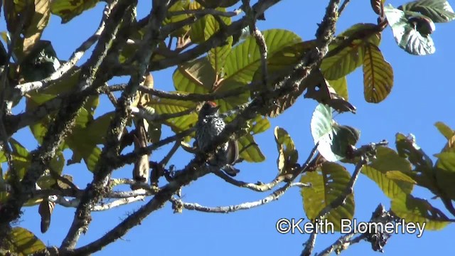 Speckle-chested Piculet - ML201034081