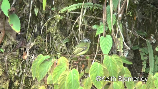 Slaty-capped Flycatcher - ML201034091