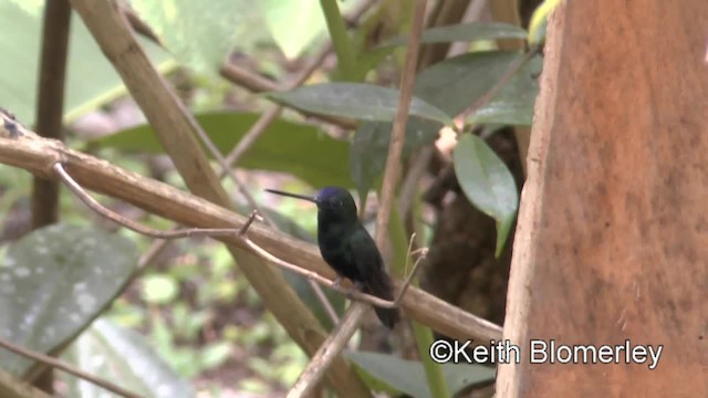 kolibřík modročelý - ML201034101
