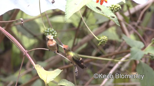 Rufous-crested Coquette - ML201034121