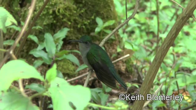 kolibřík šedoprsý - ML201034141