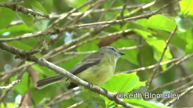 Sooty-headed Tyrannulet - ML201034221