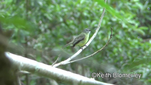 Sooty-headed Tyrannulet - ML201034231