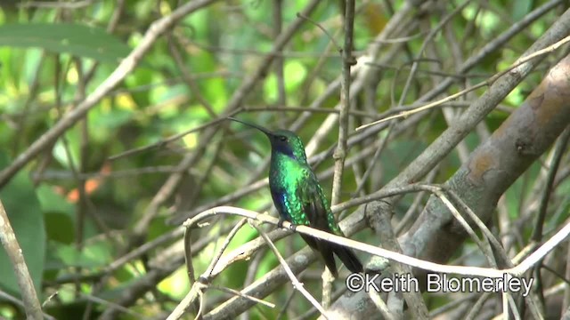 Sparkling Violetear - ML201034241