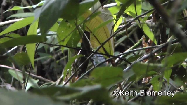 Peruvian Warbling-Antbird - ML201034271