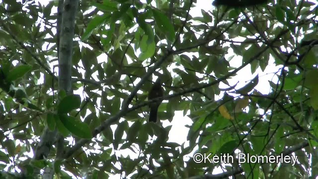 Hauxwell's Thrush - ML201034281