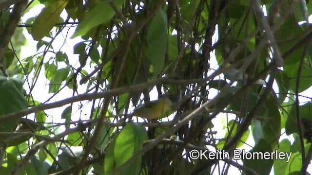 Ashy-headed Greenlet - ML201034331