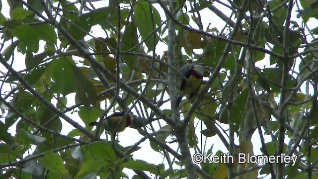 アカオビゴシキドリ - ML201034361