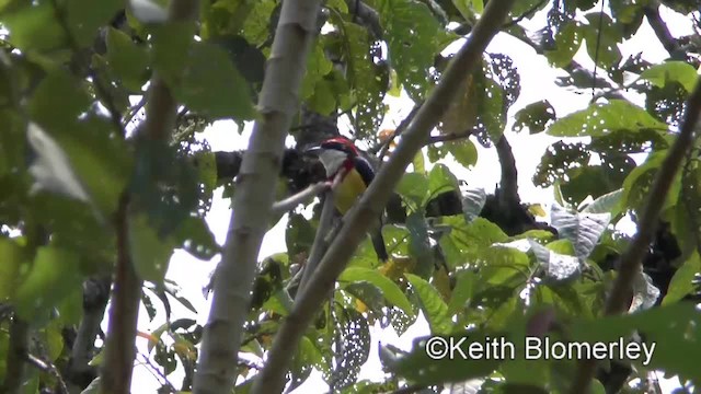 Scarlet-banded Barbet - ML201034371