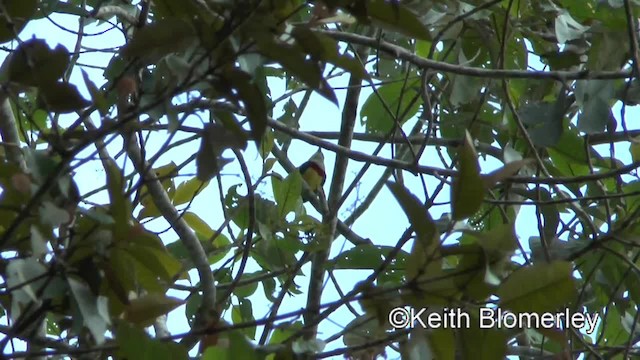 Scarlet-banded Barbet - ML201034381