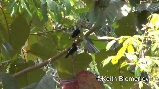 Scarlet-banded Barbet - ML201034401