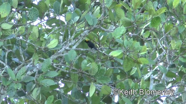 アカカタムクドリモドキ（chrysocephalus） - ML201034411