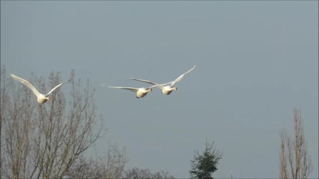 Mute Swan - ML201034551