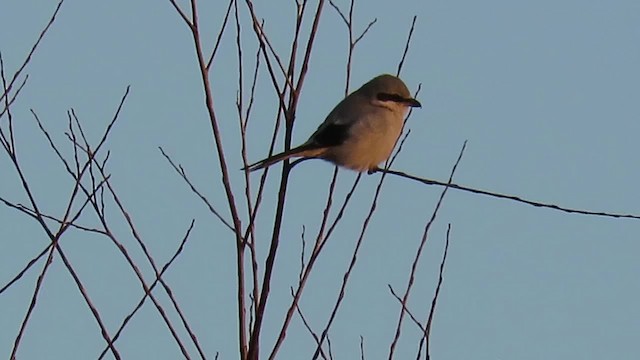 Great Gray Shrike (Great Gray) - ML201034571