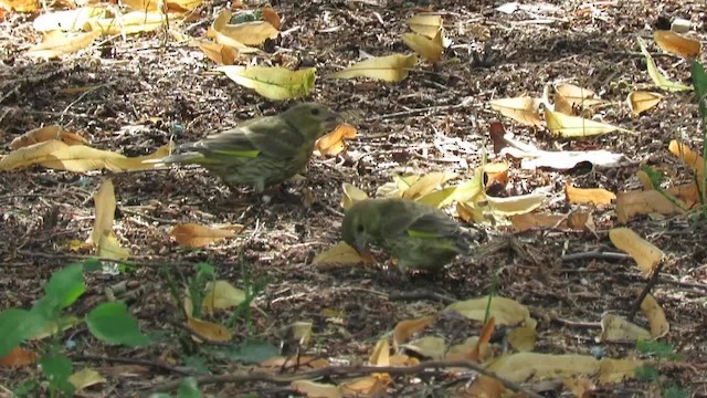 European Greenfinch - ML201035001