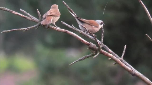 Red-backed Shrike - ML201035011