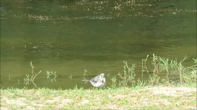 White Wagtail (White-faced) - ML201035021