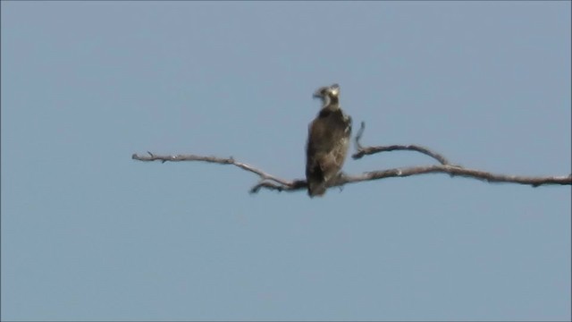 Osprey (haliaetus) - ML201035041