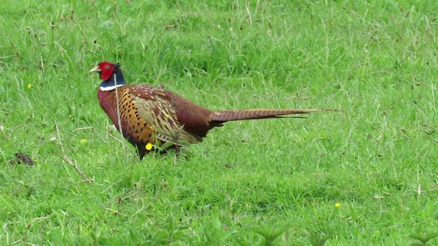 Ring-necked Pheasant - ML201035081