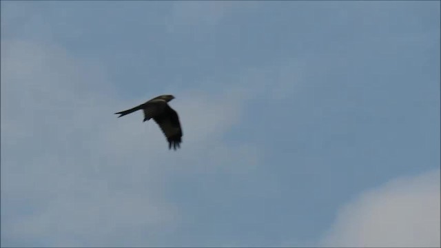 Red Kite (Red) - ML201035121