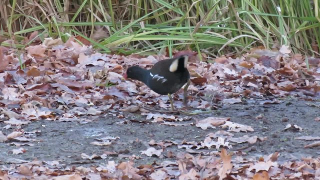 Eurasian Moorhen - ML201035291